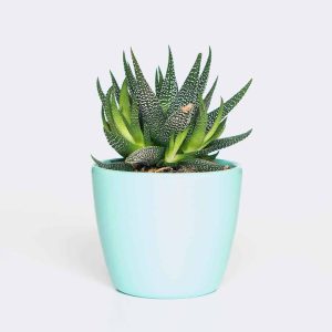 plant6 free img 300x300.jpg